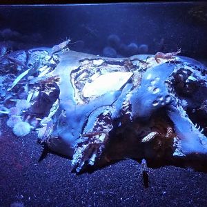 "Wonders of the Deep" Whalefall Tank (2015)