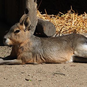 Patagonian mara (Dolichotis patagonum), 2023-06-04