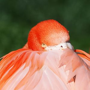 American flamingo (Phoenicopterus ruber), 2023-06-04