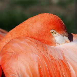 American flamingo (Phoenicopterus ruber), 2023-06-04