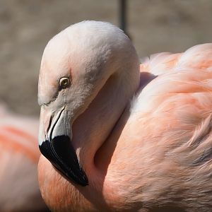 Chilean flamingo (Phoenicopterus chilensis), 2023-06-04