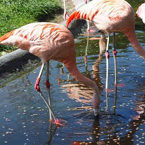 Chilean flamingos (Phoenicopterus chilensis), 2023-06-04