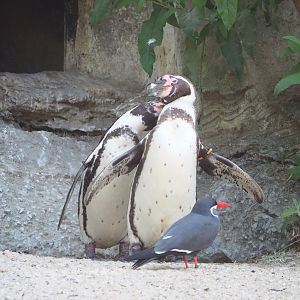 Humboldt penguins (Spheniscus humboldti) and Inca tern (Larosterna inca), 2023-06-04