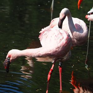 Lesser flamingos (Phoeniconaias minor), 2023-06-04
