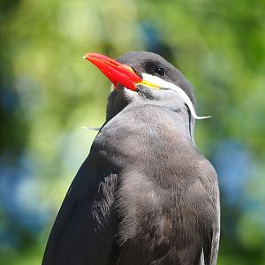 Inca tern (Larosterna inca), 2023-06-04