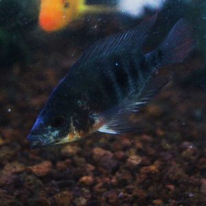 Mozambique tilapia (Oreochromis mossambicus mossambicus)