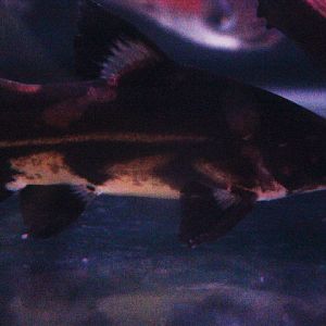 Harlequin lancer catfish (Bagroides melapterus)