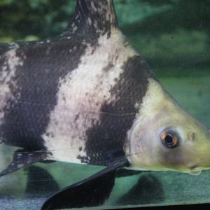 Chinese highfin sucker (Myxocyprinus asiaticus)