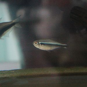Black neon tetra (Hyphessobrycon herbertaxelrodi)