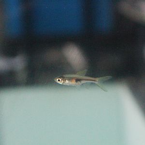 Glowlight rasbora (Trigonostigma hengeli)