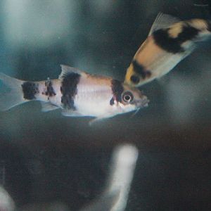 Melon barb (Haludaria fasciata)