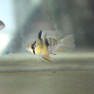 Blue ram (Mikrogeophagus ramirezi)