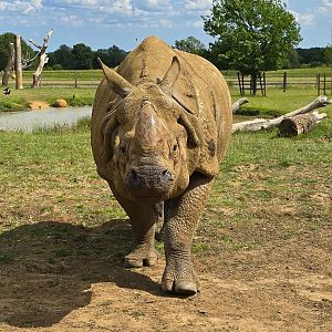 Great Indian rhinoceros Hugo