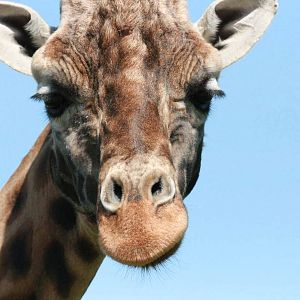 Giraffe, Marwell Wildlife