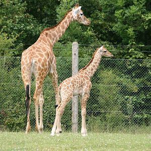 Giraffe, Marwell Wildlife