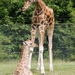 Giraffe, Marwell Wildlife