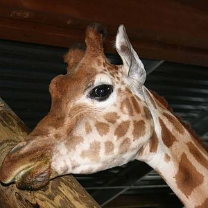 Giraffe, Marwell Wildlife