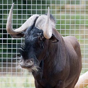 Black Wildebeest, Marwell Wildlife