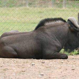 Black Wildebeest, Marwell Wildlife