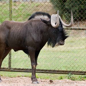 Black Wildebeest, Marwell Wildlife