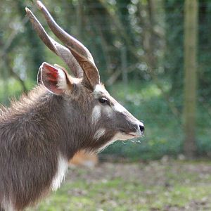 Sitatunga, Marwell Wildlife
