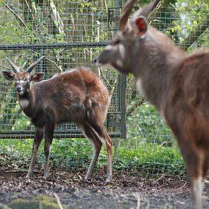 Sitatunga, Marwell Wildlife