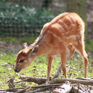 Sitatunga, Marwell Wildlife