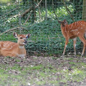 Sitatunga, Marwell Wildlife