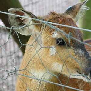 Sitatunga, Marwell Wildlife