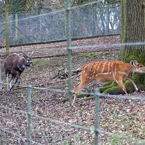 Sitatunga, Marwell Wildlife