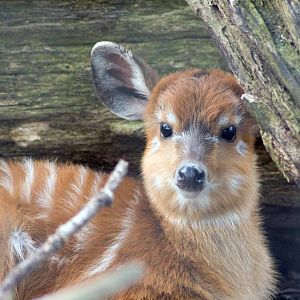 Sitatunga, Marwell Wildlife