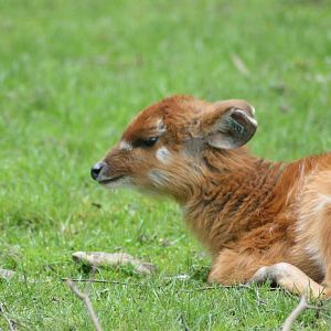 Sitatunga, Marwell Wildlife
