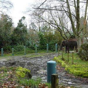 1.5 Acre Elephant Exhibit