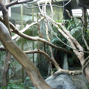 Siamang Exhibit - Indoor Viewing