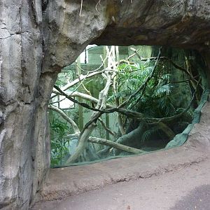 Siamang Exhibit - Indoor Viewing