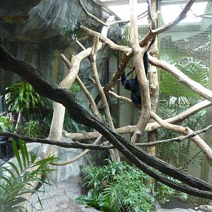 Siamang Exhibit - Indoor Viewing