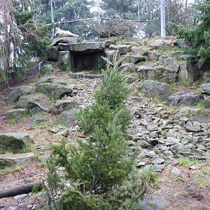 Snow Leopard Exhibit