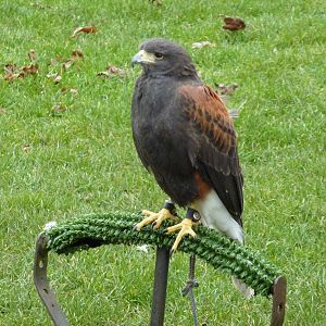Harris's Hawk
