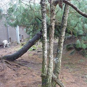 Snow Leopard Exhibit