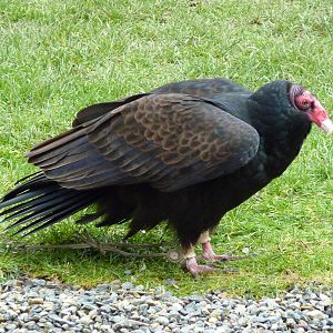 Turkey Vulture