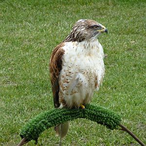 Ferruginous Hawk