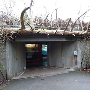 Grizzly Bear Exhibit - Underwater Viewing Building