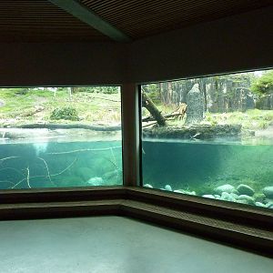 River Otter/Rocky Mountain Goat/Arctic Fox Exhibit