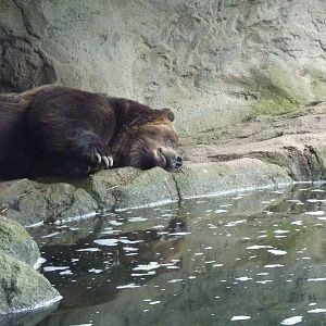 Grizzly Bear
