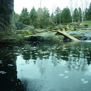 Grizzly Bear Exhibit - Underwater Viewing