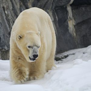 Polarbear at Berlin Tierpark