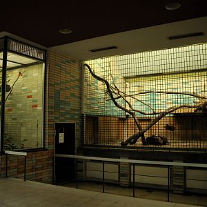 Clouded leopard at Berlin Tierpark