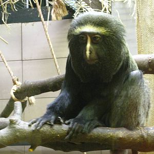 Hamlyn's Guenon
