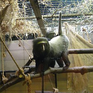 Hamlyn's Guenon
