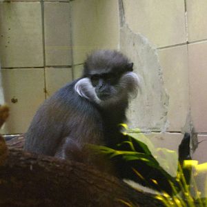 Purple-faced Langur